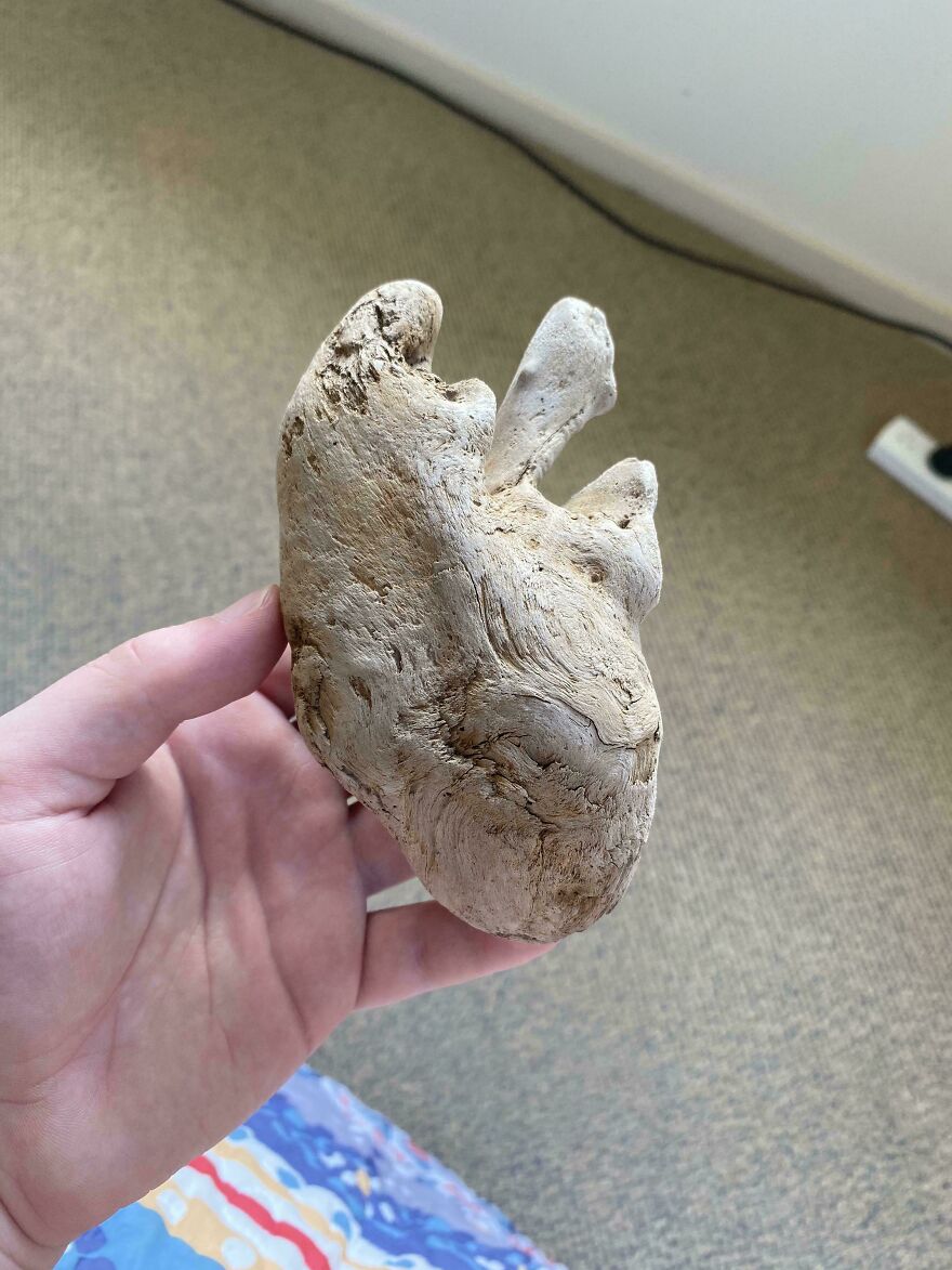 A piece of driftwood that looks like an animal heart, held in a hand, showcasing things that look like other things.