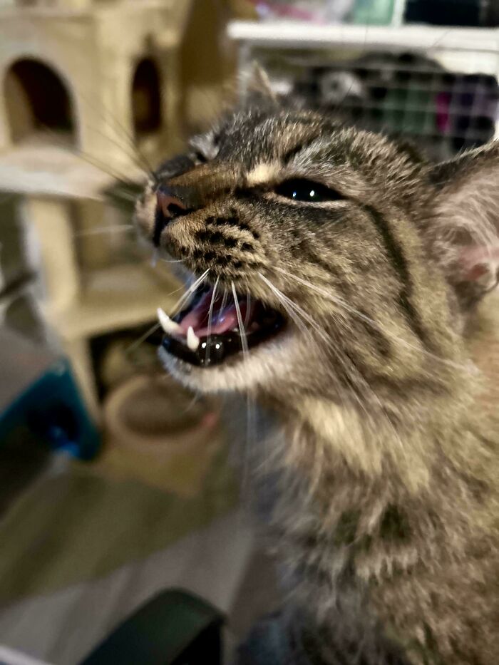 Tabby cat mid-meow showing sharp teeth indoors, capturing the essence of cats who couldn't keep their meows to themselves.