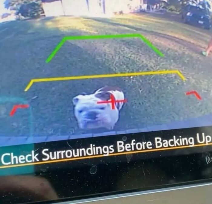 Backup camera screen showing a dog behind the car with highlighted zones and a warning to check surroundings before backing up.