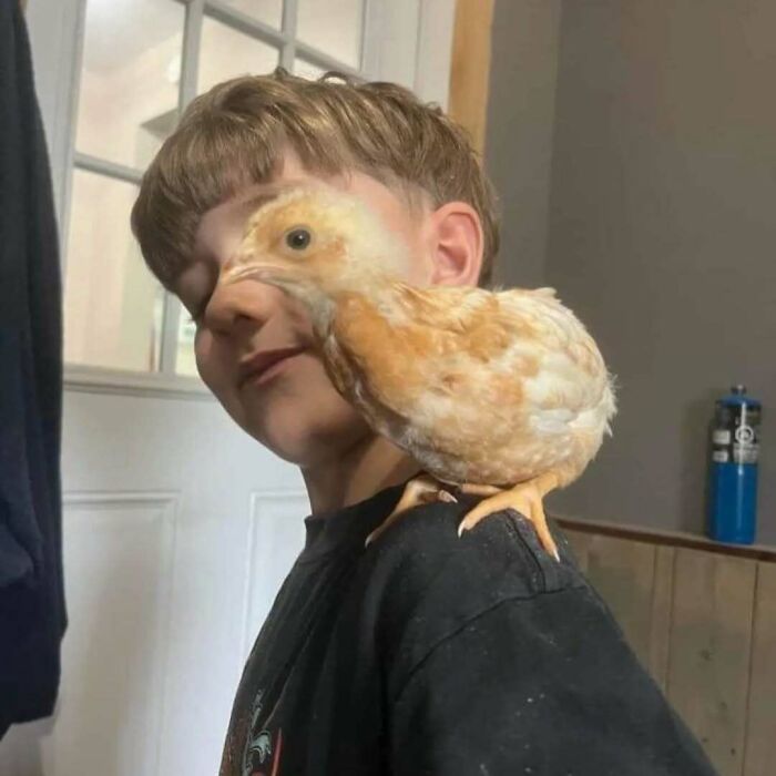Young boy with a small brown chick perched on his shoulder in a casual indoor setting, random photos concept.