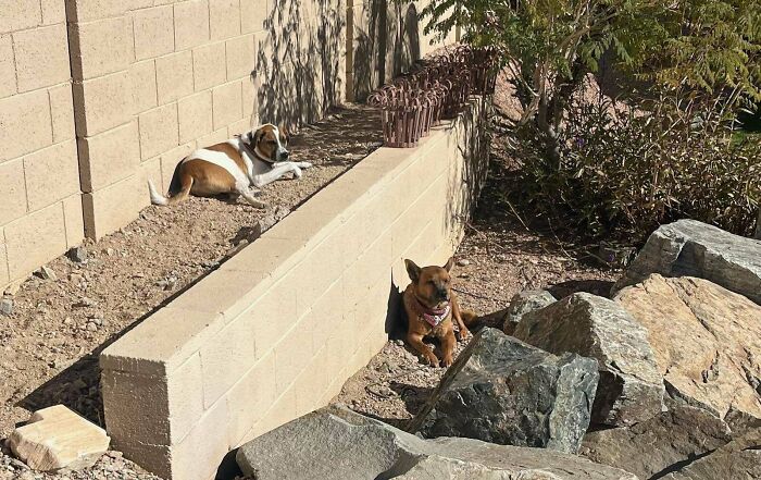 Two dogs lounging separately on a sunny day, one on a stone ledge, baffling their owners with their "malfunctioning" behavior.