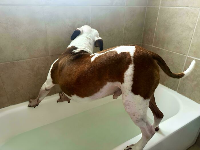 Dog standing awkwardly in a bathtub, appearing confused, with front legs on tub sides.