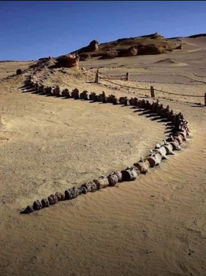 Ancient whale skeleton in desert sand under a clear blue sky, showcasing fascinating natural history.