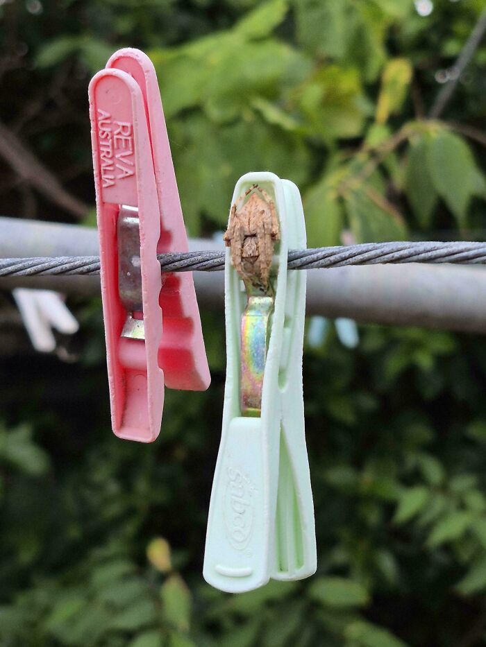 Two clothespins on a wire, one pink and one green, with a small frog clinging to the green one in Australia.
