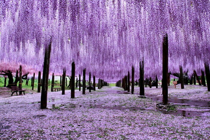 Wisteria Trees In Japan