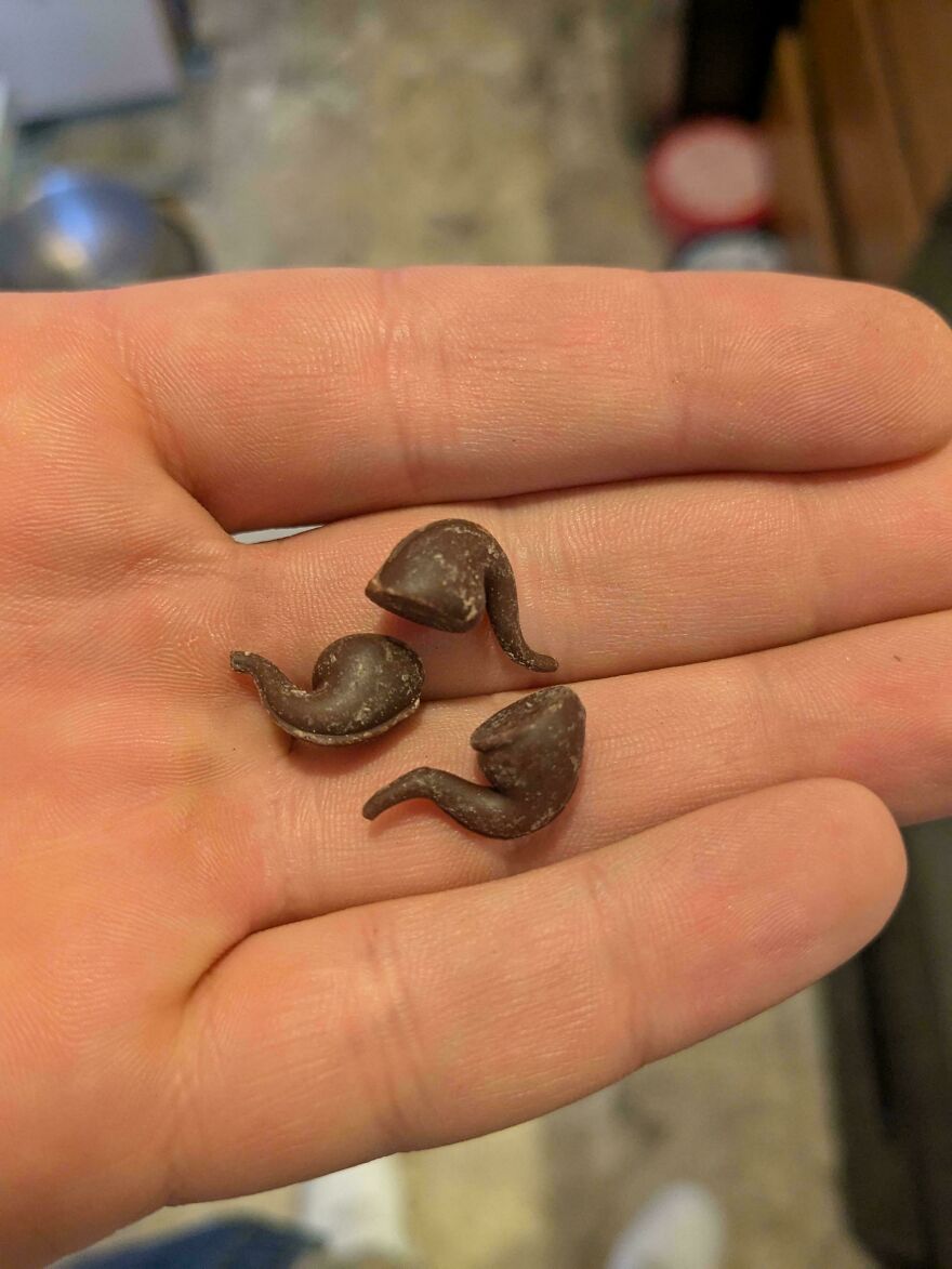Hand holding chocolate pieces shaped like small creatures, resembling other things.