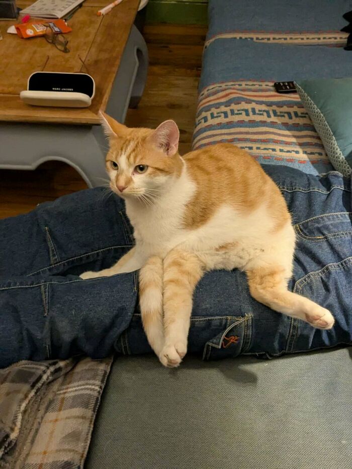 A cat sitting with a confusing perspective, creating an optical illusion as if it has human-like legs in jeans.