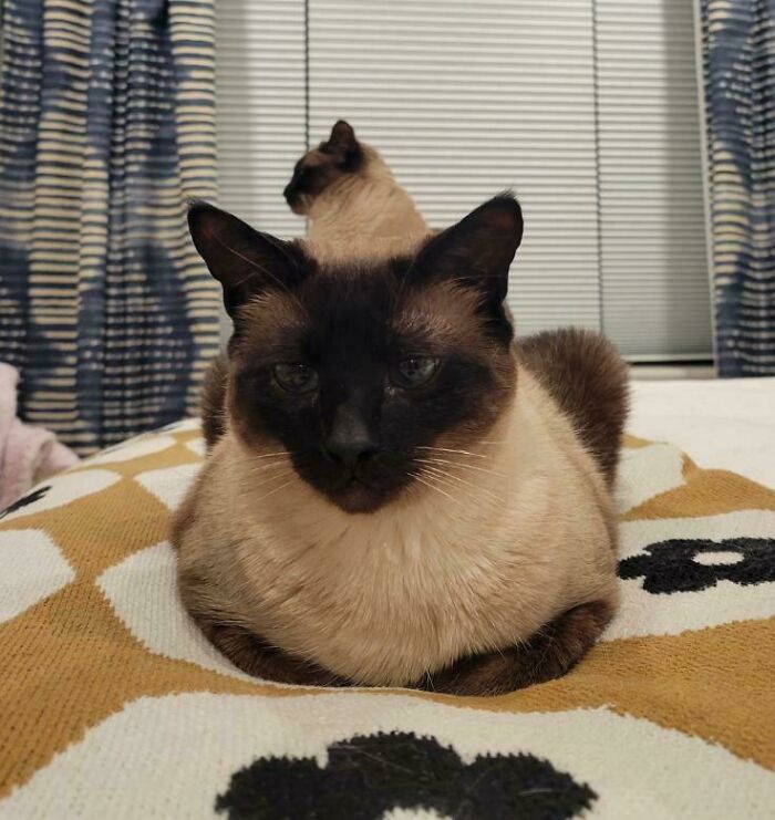 Siamese cats sitting with a confusing perspective, creating an optical illusion.