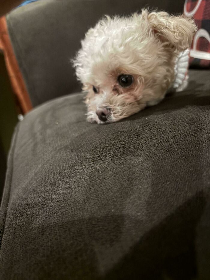 Fluffy puppy on a couch with a confusing perspective.
