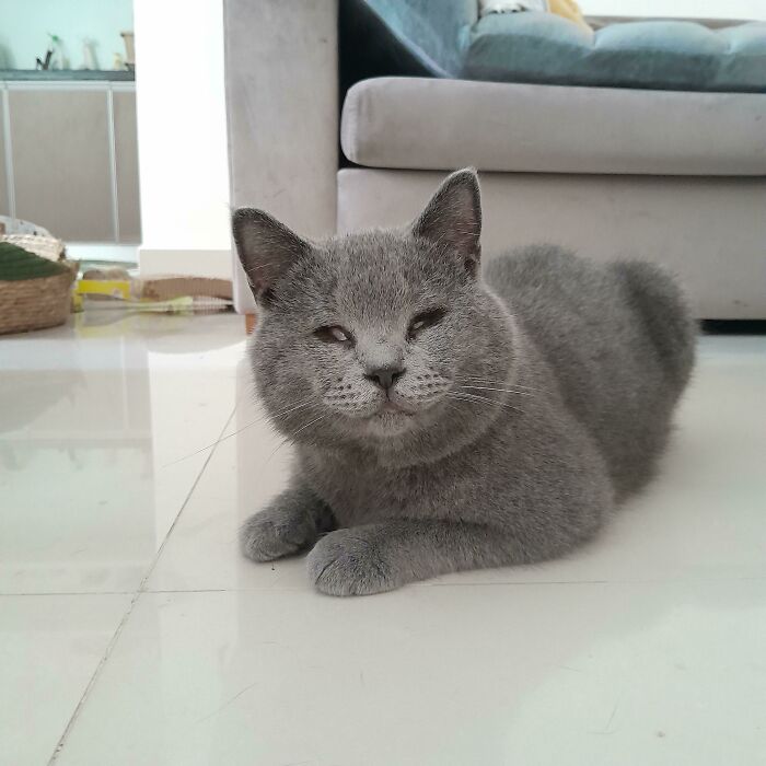 Gray cat with unique genetic mutations lounging on a tiled floor in a cozy living room.