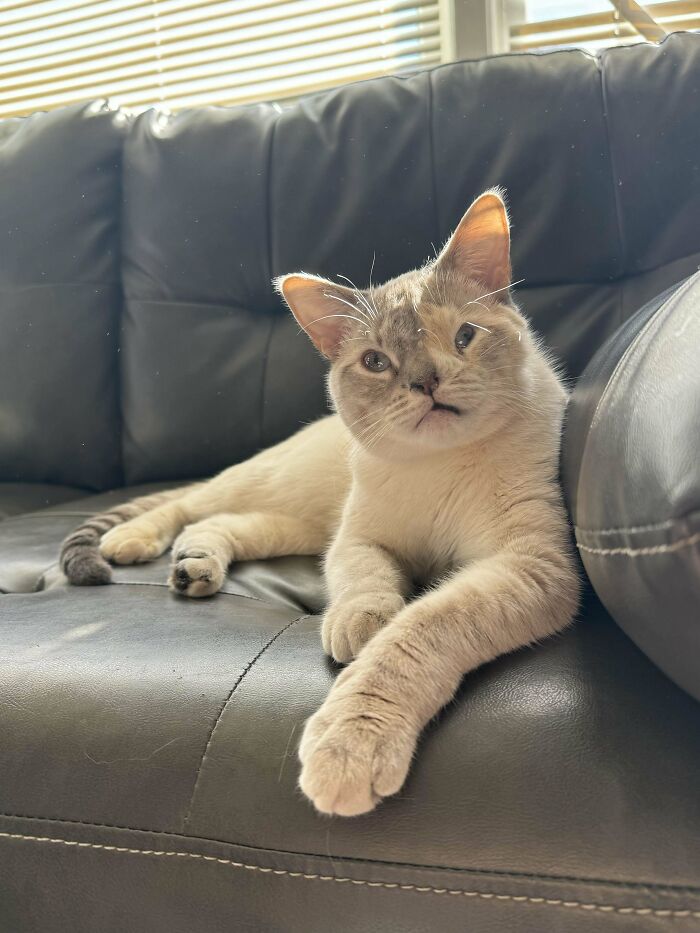 Cat with unique genetic mutation lounging on a black leather couch, sunlight filtering through blinds in the background.