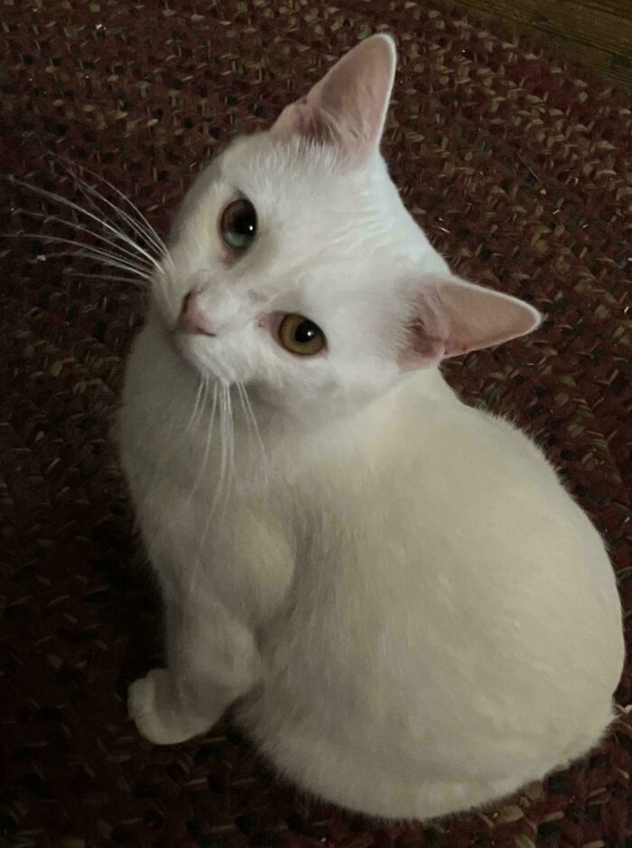 White cat with unique genetic mutation showing heterochromia, sitting on a patterned rug.