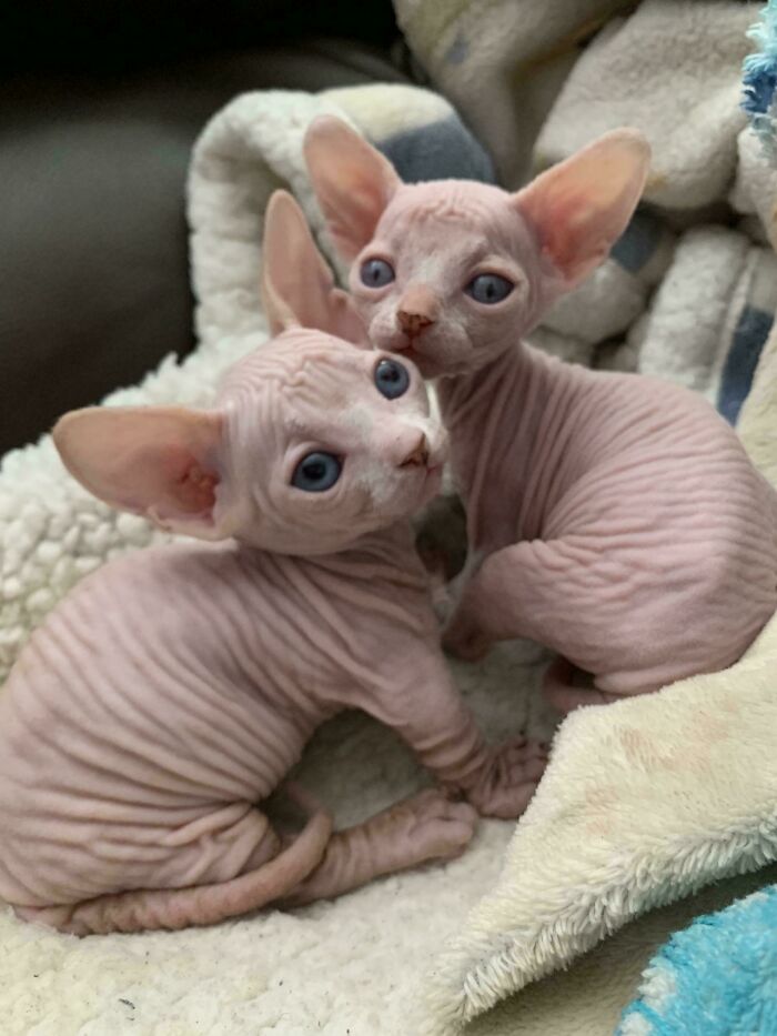 Two hairless kittens with unique genetic mutations resting on a soft blanket.