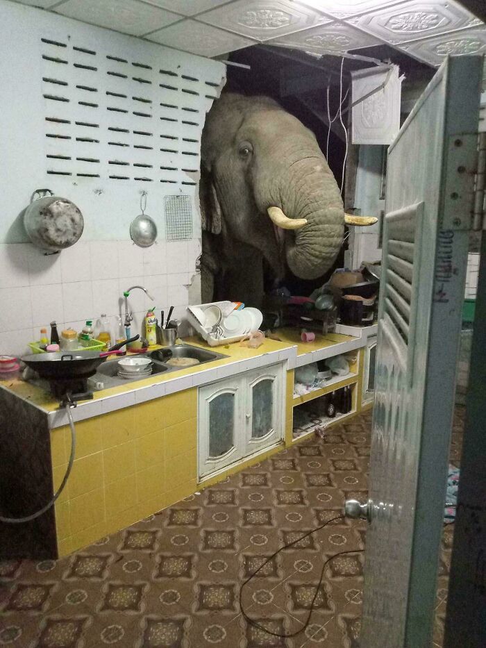 Elephant in a kitchen, peeking through a broken wall, showcasing fascinating and interesting animal encounter.
