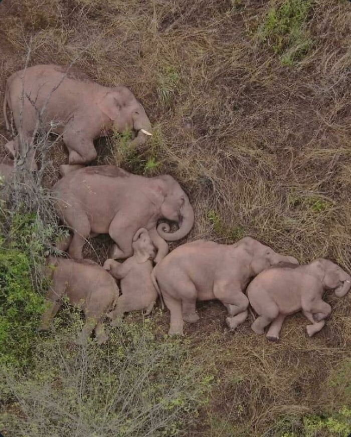 Elephants resting together in the wild, showcasing interesting animal behavior.