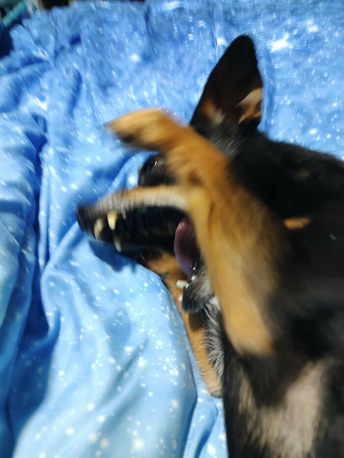 Malfunctioning dog acting playfully on a blue starry blanket.