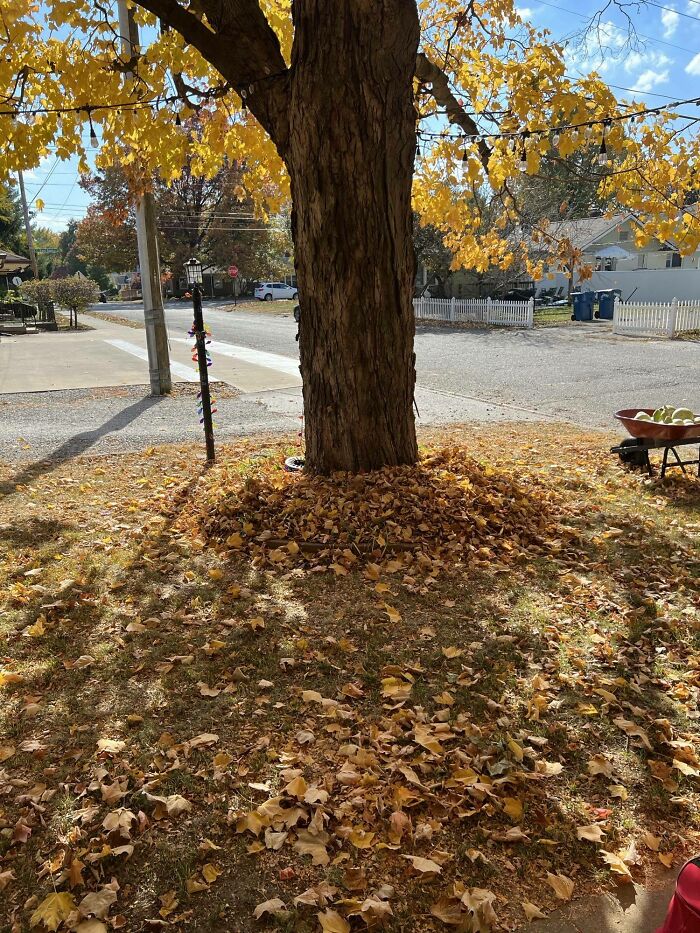 It’s Orange Cat Camo Season