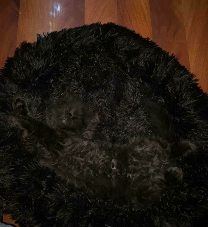 Man I Don’t Think I Should’ve Gotten The Bed Before I Got The Cat