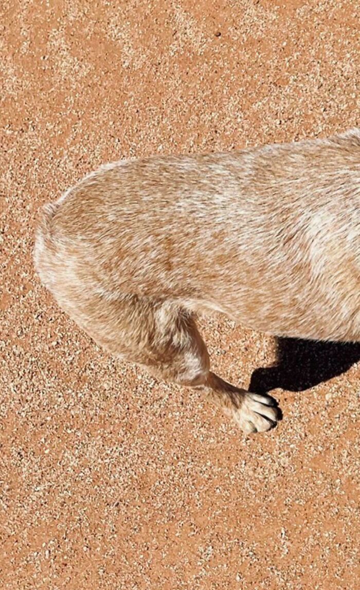 My Australian Stumpy Tail Cattle Dog In The Australian Outback