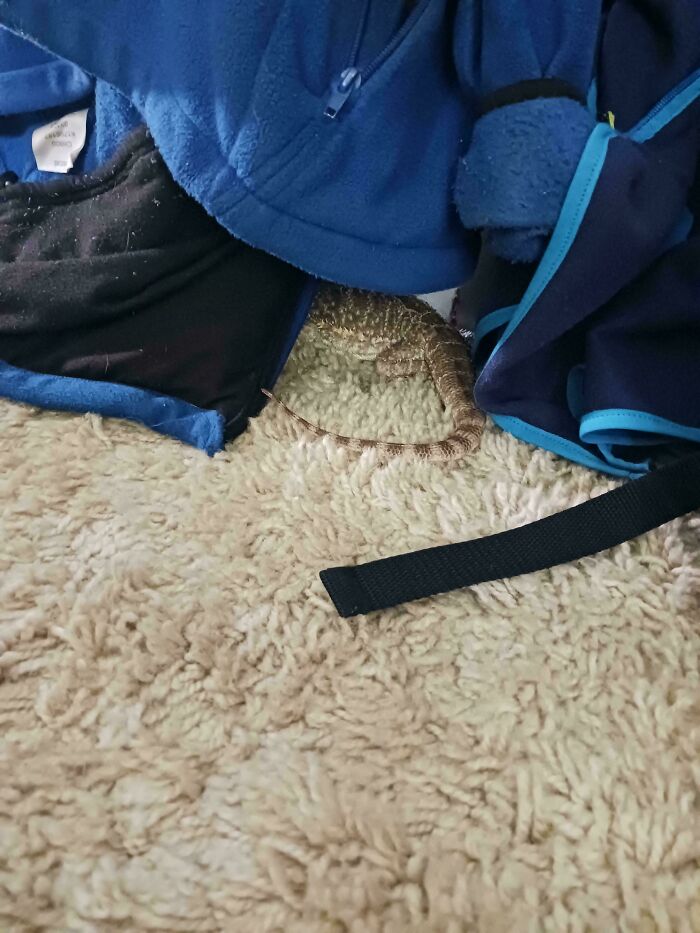 He's Really Good At Hide And Seek