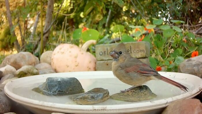 Bird seen at bird feeder camera, perched on water basin with rocks, surrounded by greenery and pumpkins in the background.