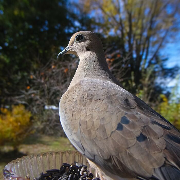 A dove perched on a bird feeder with seeds, captured by a bird feeder camera.