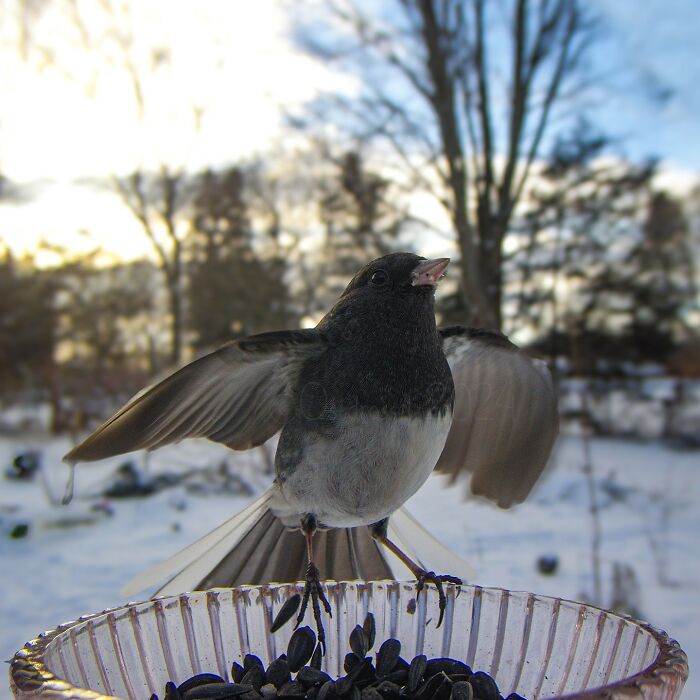 Bird captured by feeder camera with wings spread, perched on a feeder against a snowy backdrop.