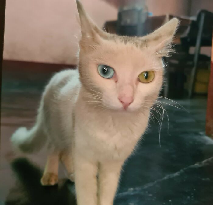 Cat with unique genetic mutation, showing heterochromia with one blue eye and one green eye.