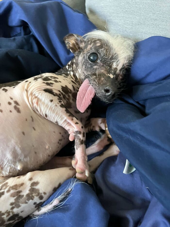 Unique pet with genetic mutation, resting on a blue blanket, showing spotted skin and exposed tongue.