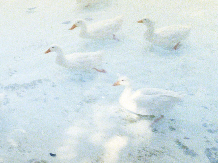 Four white ducks on a snowy surface, creating an accidental-art picture with their subtle contrast against the background.