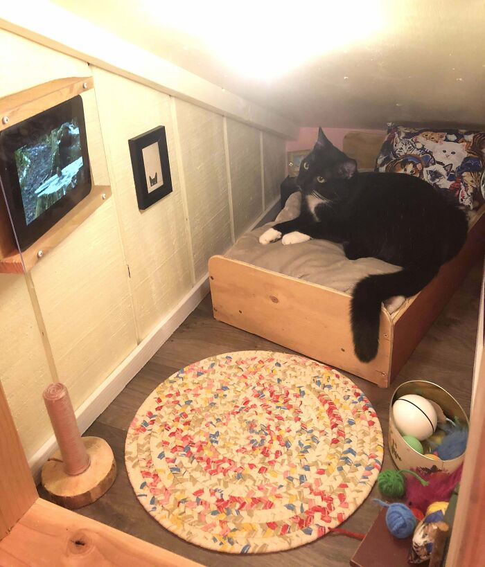 Spoiled pets: Cat relaxing on a cozy bed with a TV and toys in a mini pet room.