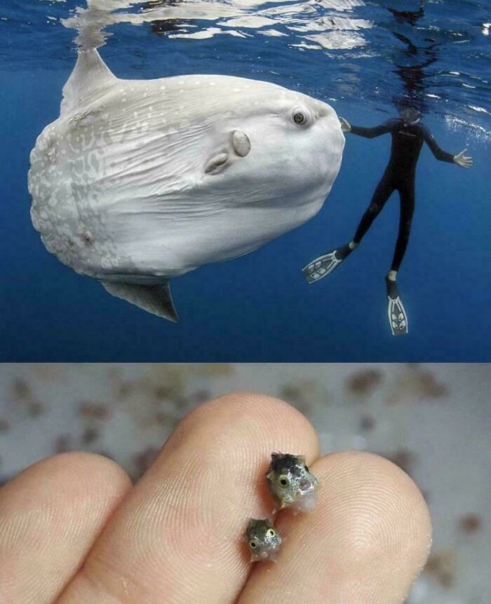Diver with fascinating ocean sunfish, tiny fish on fingertips.