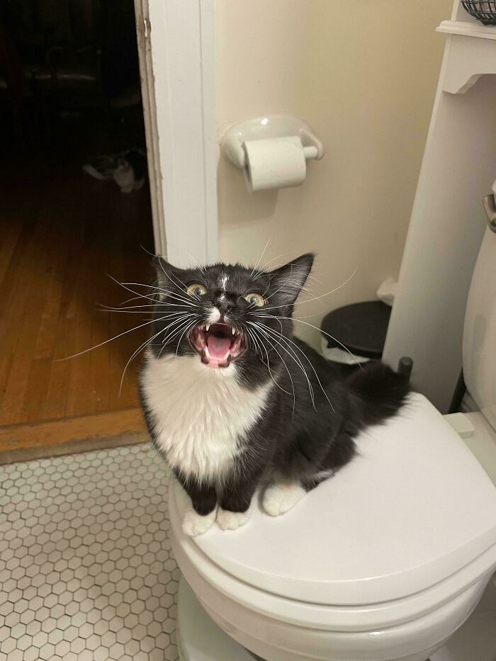 Black and white cat sitting on a toilet seat with mouth open, meowing loudly inside a bathroom.