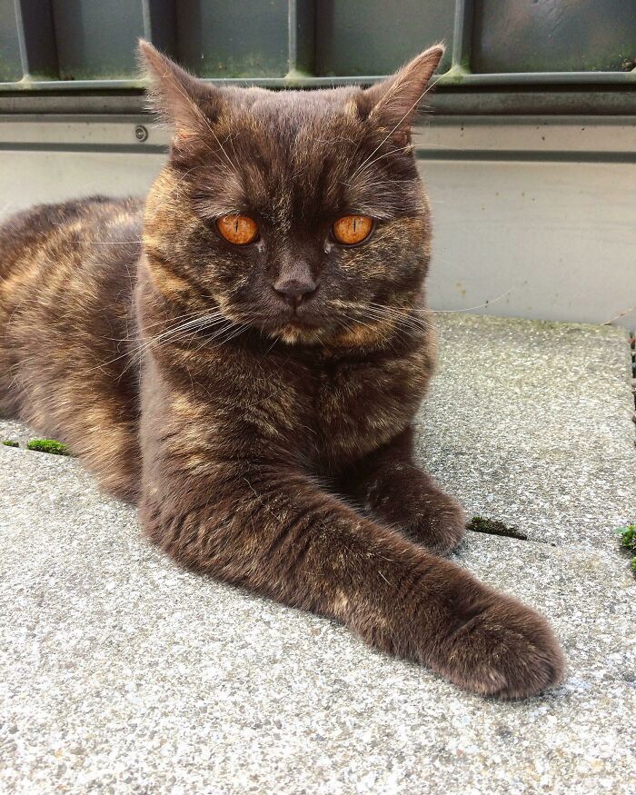 Unique pet cat with striking orange eyes and dark fur, showcasing genetic mutations.