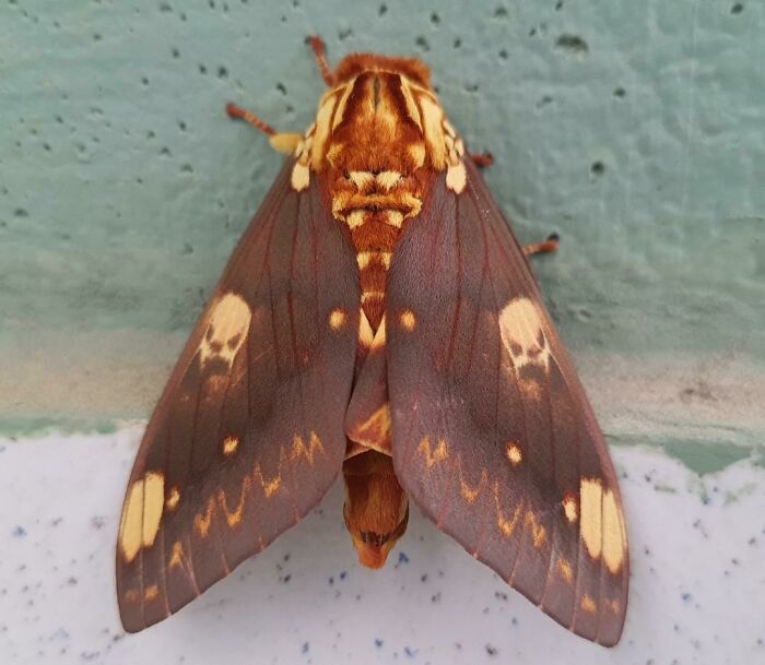 A moth with wing patterns resembling skulls, showcasing pareidolia against a textured gray background.