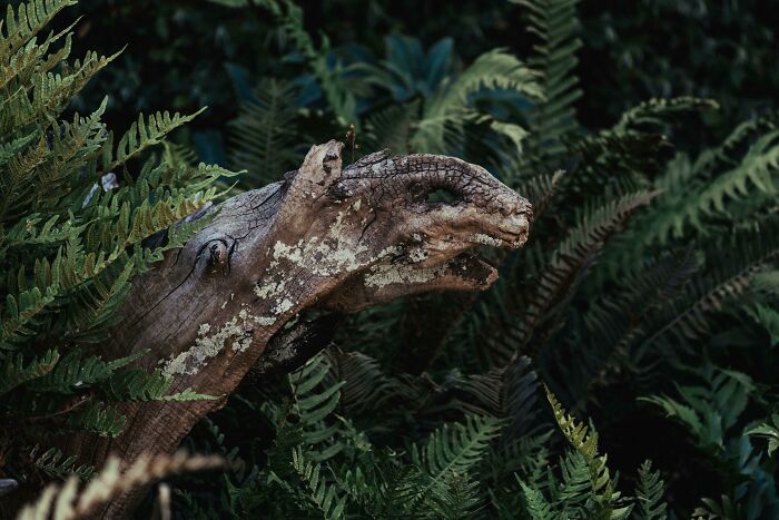 Pareidolia picture of a tree branch resembling a dinosaur amid lush green ferns.