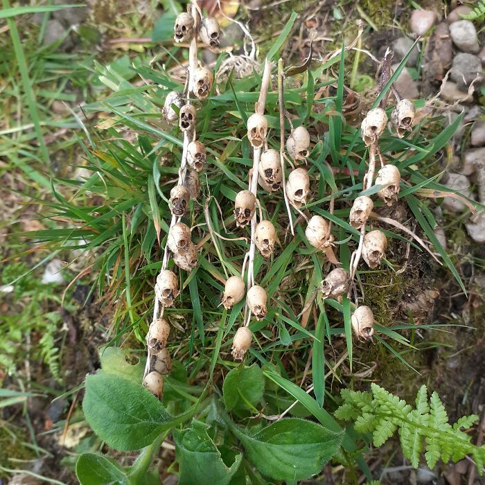 Close-up of dried plant pods in a field resembling tiny skulls, showcasing pareidolia in nature.