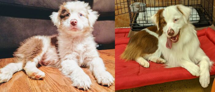 My Jester! From Fluffy To Sleek