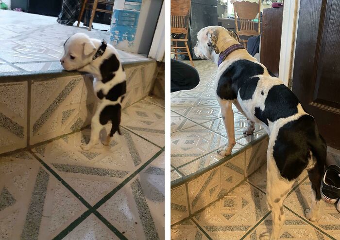 Dahlia Struggling In The First Photo At 2 Months And Now At 1 Year And 5 Months