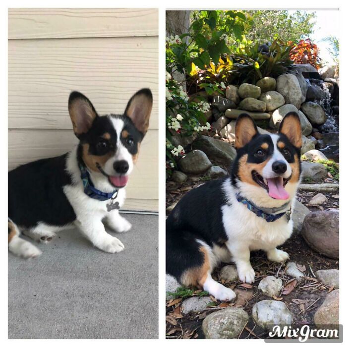 From 3 Months To 2 Years, My Corgi Ned