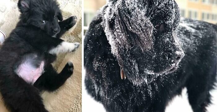 10 Weeks To 1 Year. From Puppy To Bear