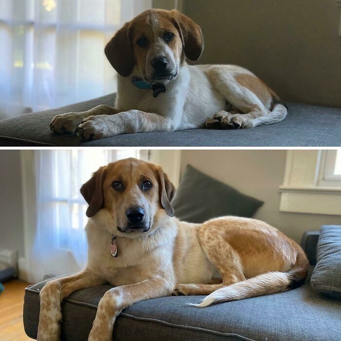 My Giant. From 15 Lbs To Over 65 In 8 Months