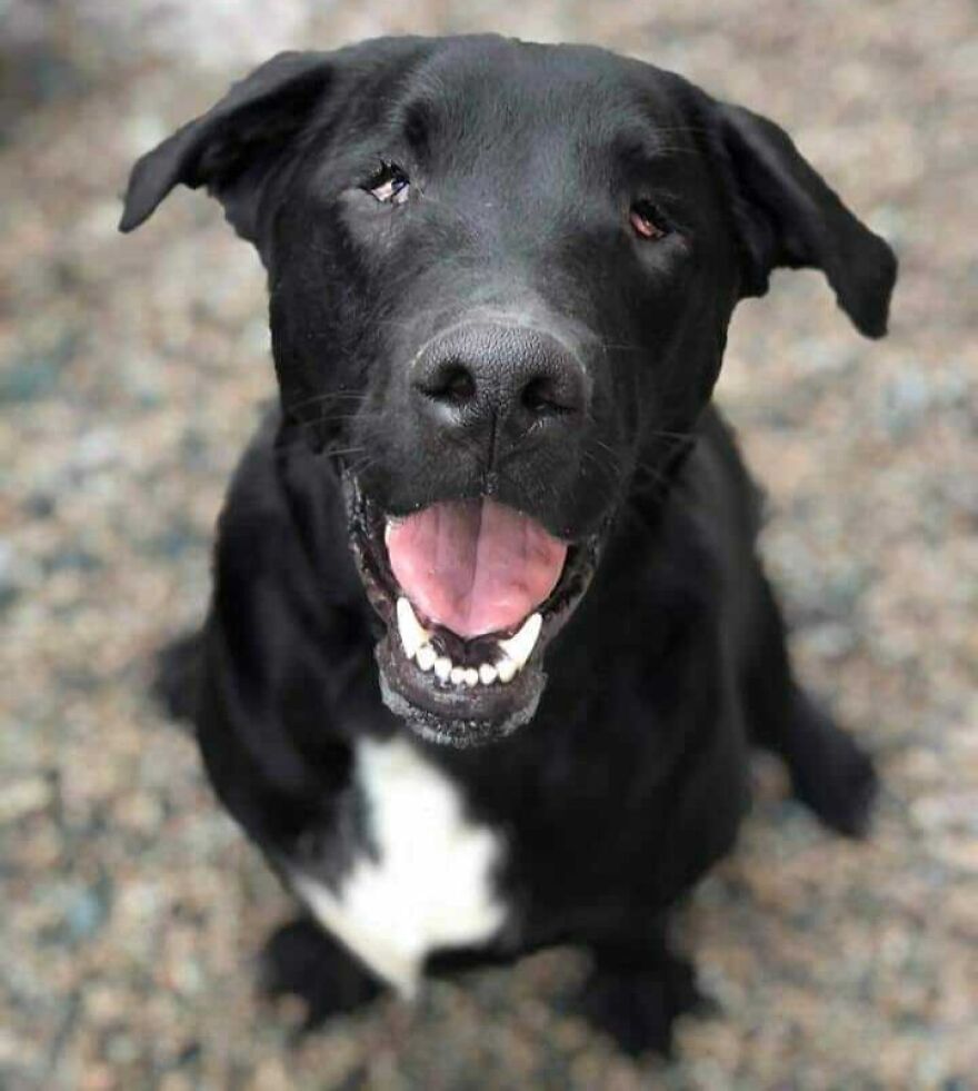Smiling black dog with unique genetic mutation, showing its distinct facial features on a gravel background.