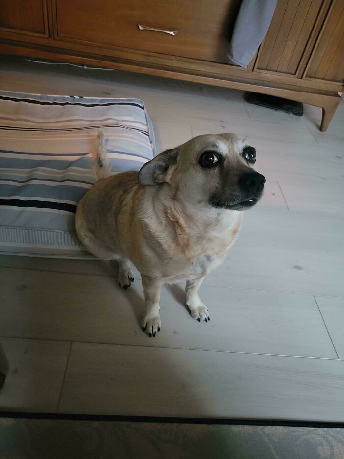 A dog with a surprised look, sitting on the floor next to a striped cushion, displaying its quirky shenanigans.