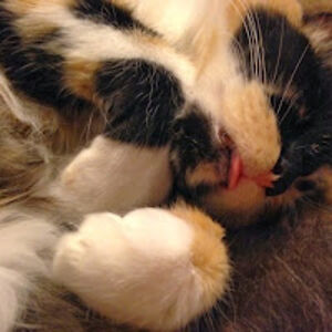 shannanbrunet avatar