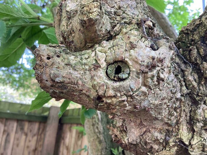 Gnarled tree bark resembling an animal's face, showcasing pareidolia effects.
