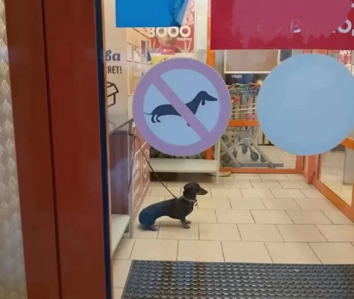 Random-Memes-Jokes-Needless