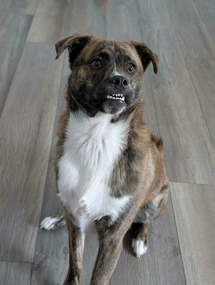 Dog with a humorous expression on a wooden floor, showcasing a funny "malfunctioning" look.