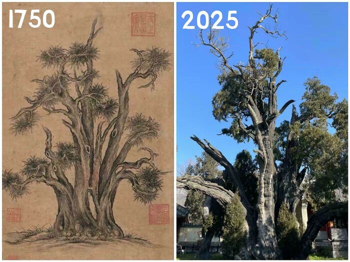 Comparison of an ancient tree in 1750 and its present state in 2025, highlighting fascinating changes over time.