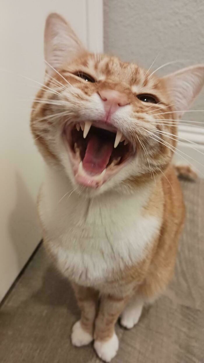 Orange tabby cat mid-meow showing sharp teeth indoors, highlighting the cats who couldn’t keep their meows to themselves.